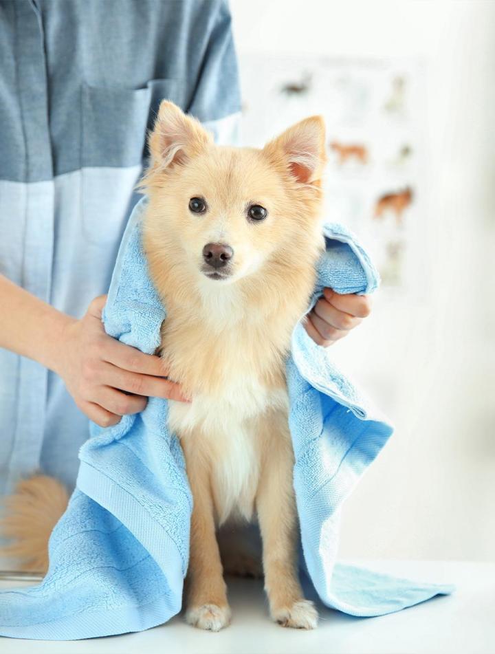 Toiletteur pour chien Agen