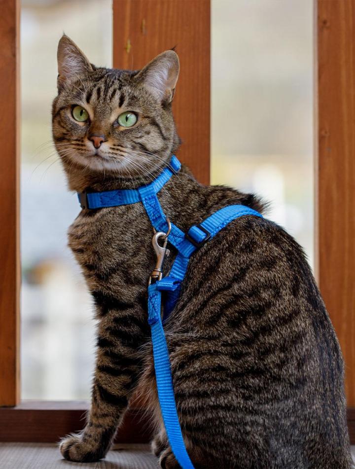 Toilettage de chat Agen