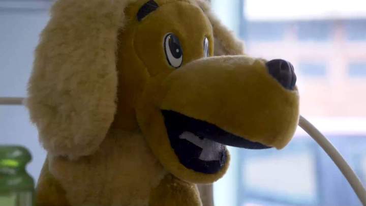 Toilettage de chien Agen