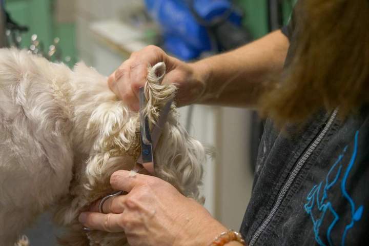 Toilettage de chien Agen