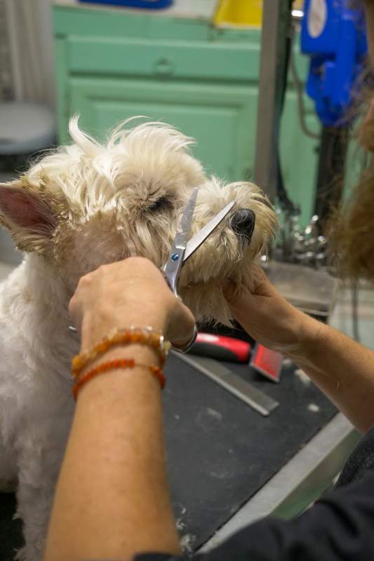 Toilettage de chien Agen