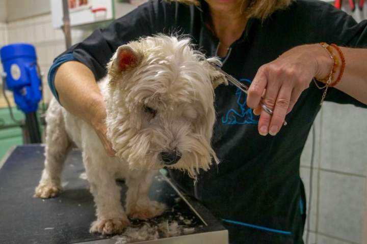 Toilettage de chien Agen