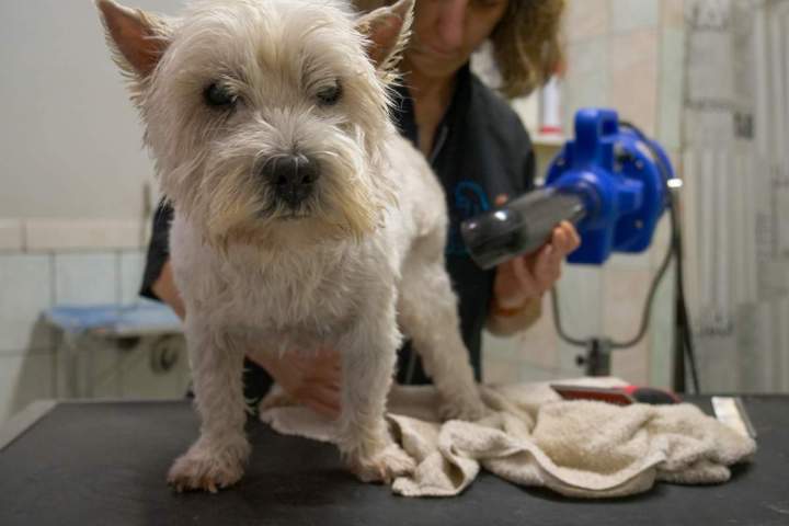 Toilettage de chien Agen