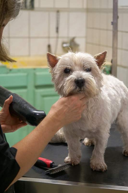 Toilettage de chien Agen