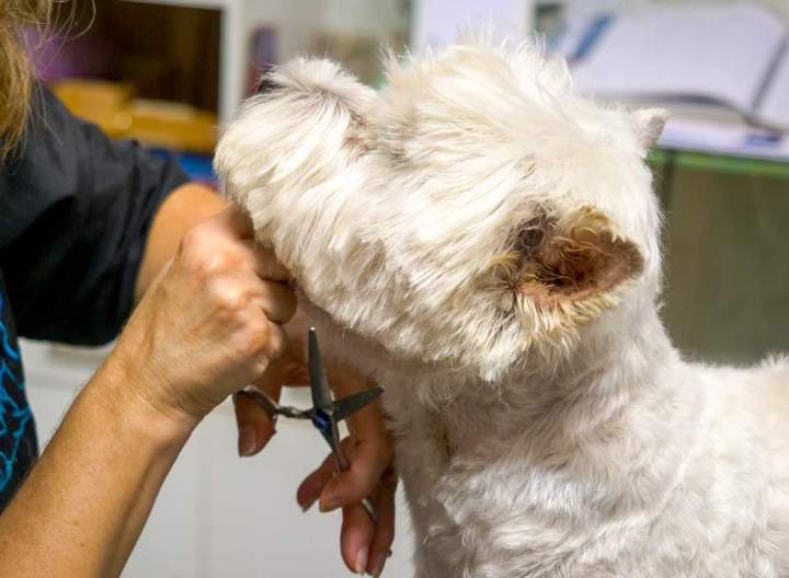 Toilettage de chien Agen