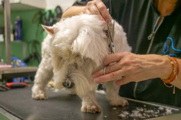 Toilettage de chien Agen