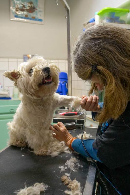 Toiletteur pour chien Agen