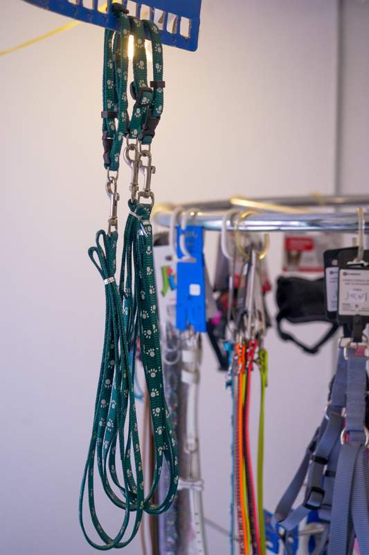 Toilettage de chien Agen