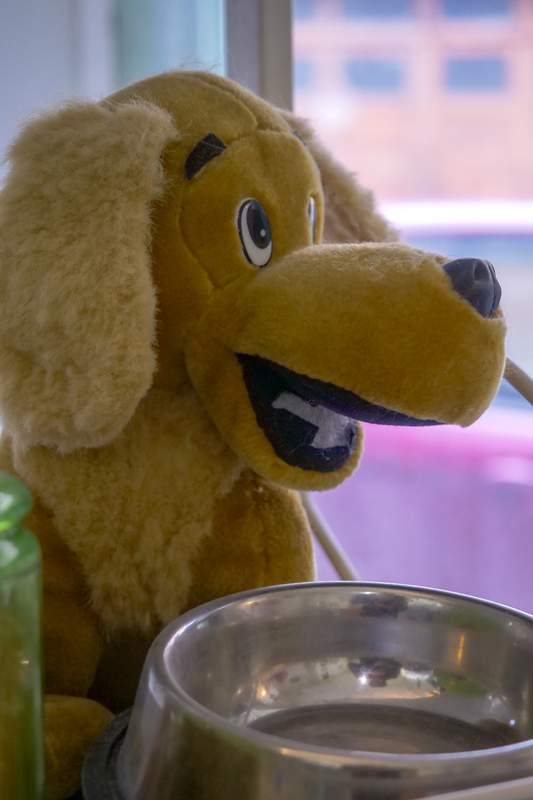 Toilettage de chien Agen