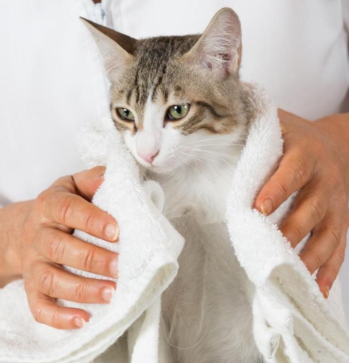 Toiletteur pour chat Agen