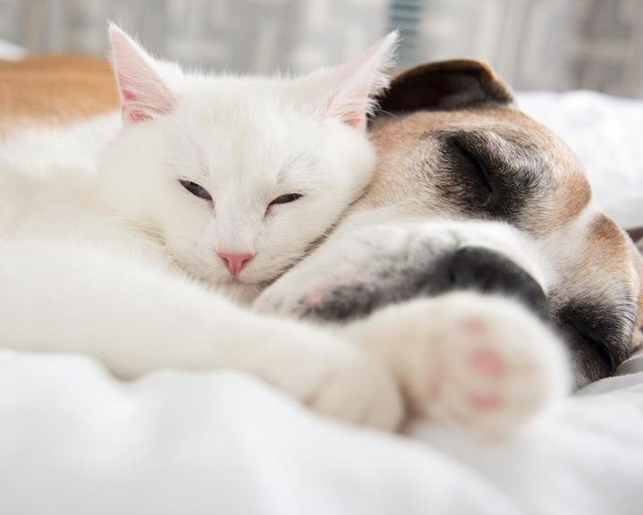 Toilettage de chien et chat Agen