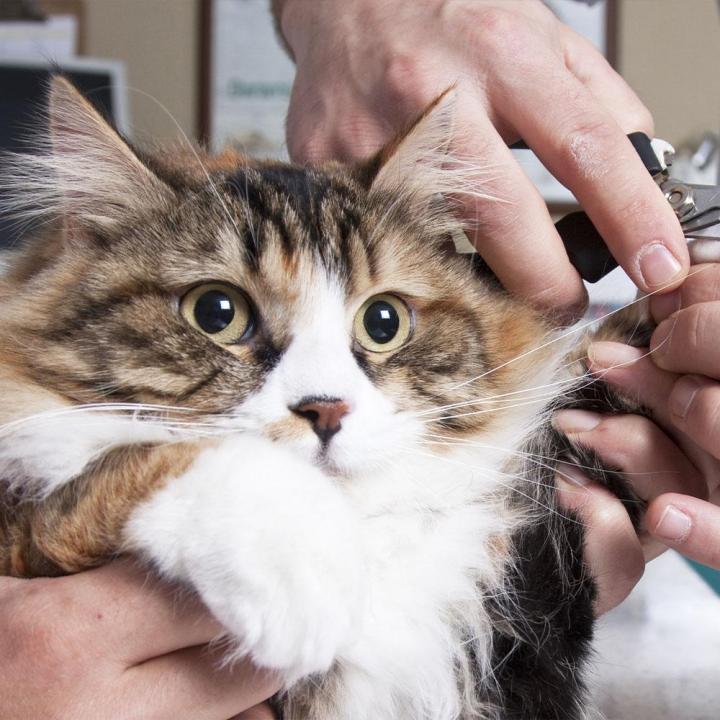 Toiletteur pour chat Agen