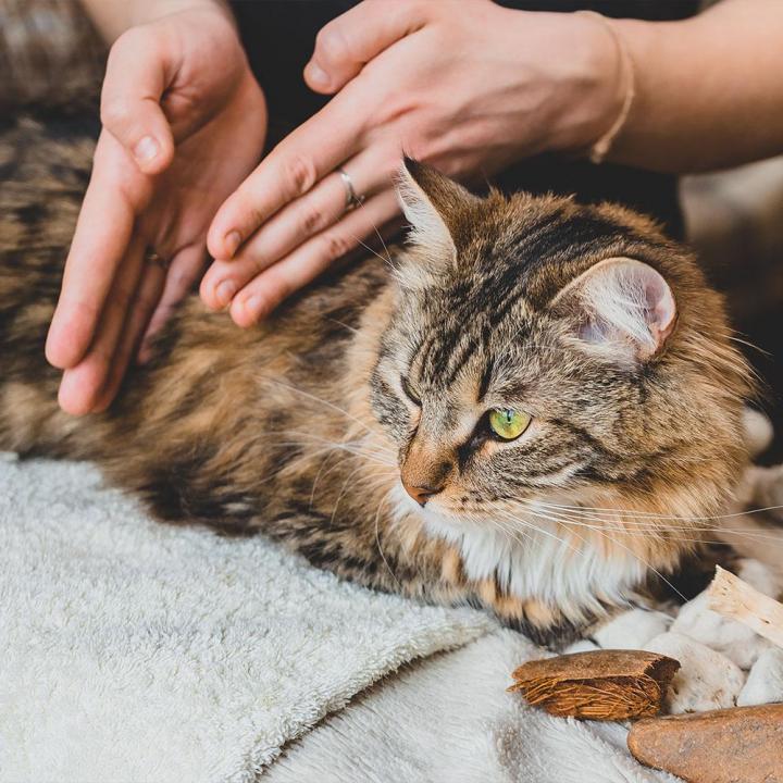 Toilettage complet de votre chat