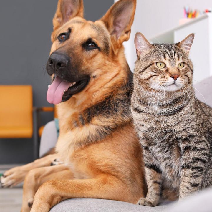 Toiletteurs canins et félins à domicile à Agen