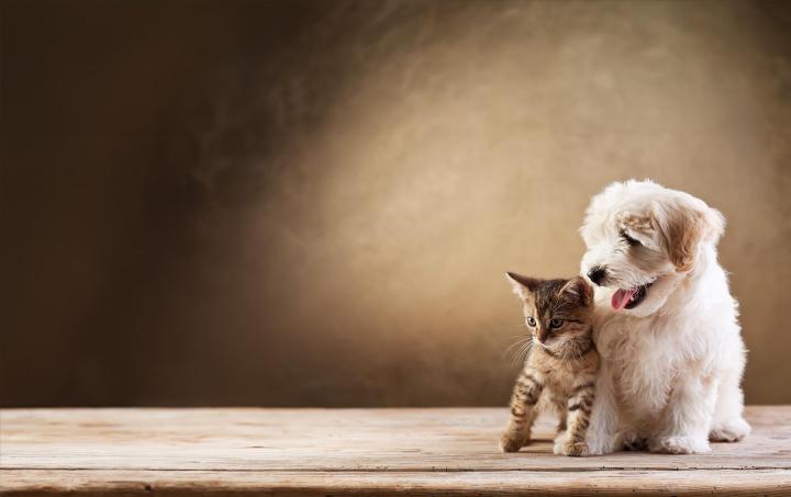 Boutique accessoires pour chat et chien Agen