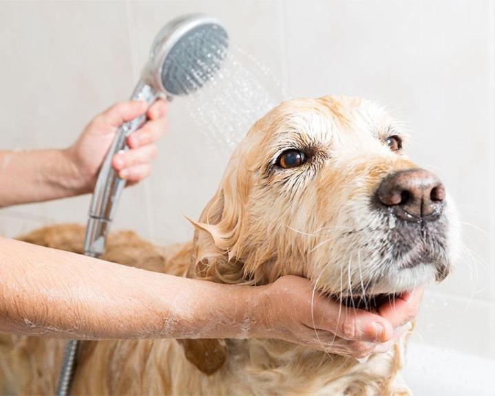 Toiletteur pour chien Agen